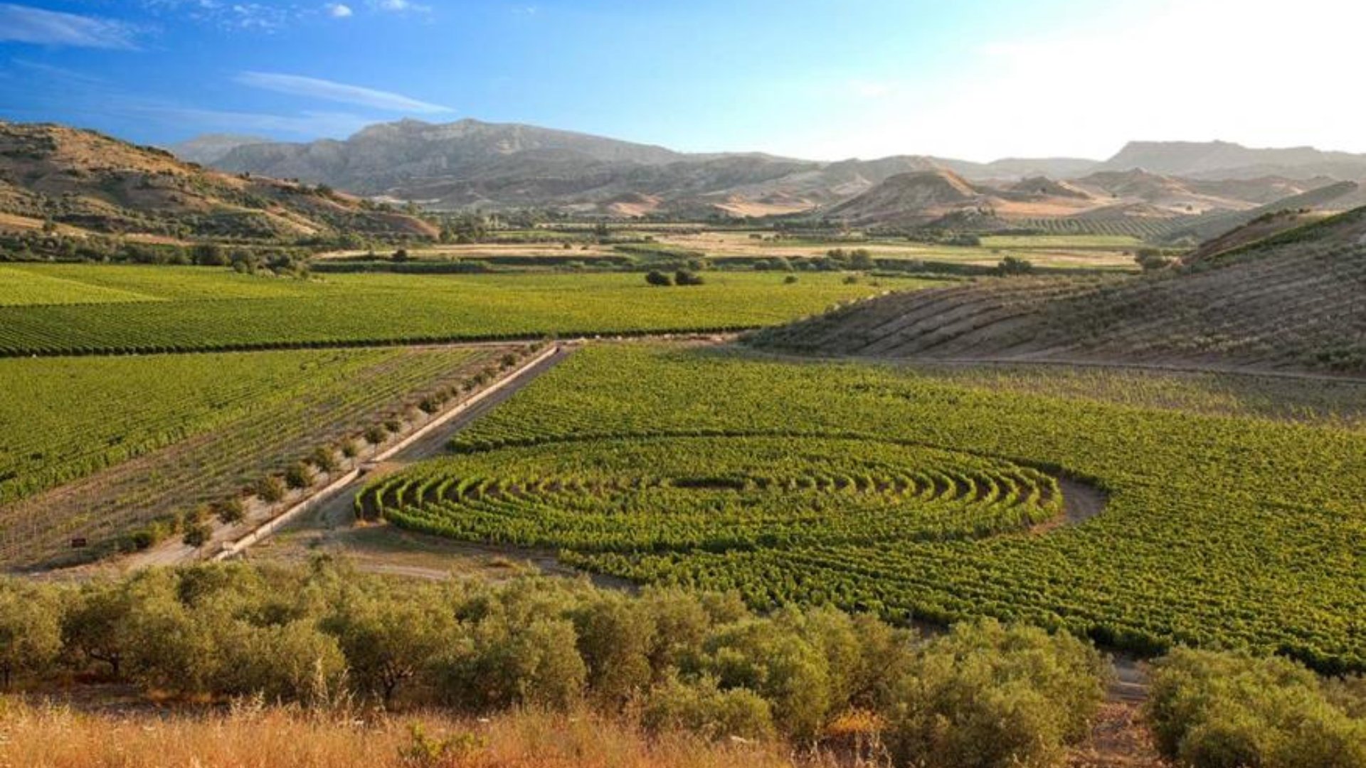 Rosé All Day: Fresh Picks from Italy & France - Noble Estates Wine & Spirits